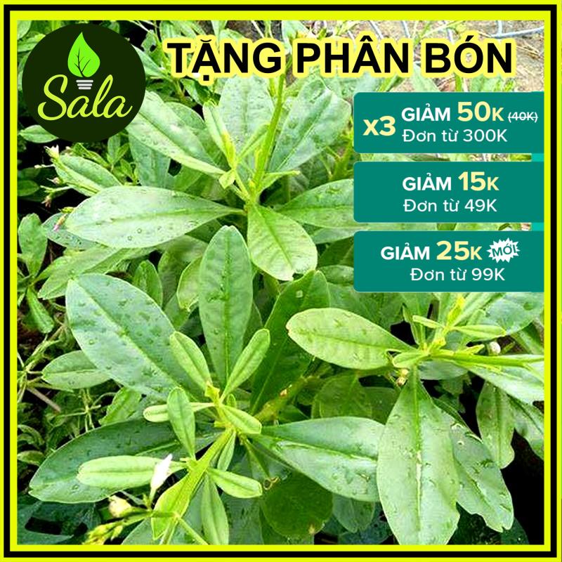 CÂY SÂM ĐẤT (THỔ SÂM, ĐỊA SÂM)