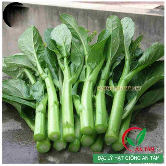Hạt giống rau Cải ngồng Mập - gói 20gram