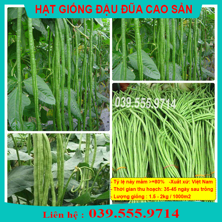 Hạt giống đậu đũa cao sản số 9 100gram - đậu quả dài siêu quả