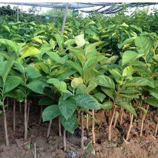 CÂY GIỐNG HỒNG GIÒN KHÔNG HẠT