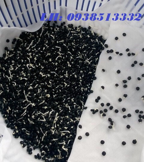 HẠT GIỐNG LÁ SƯƠNG SÂM LÔNG 200 HẠT