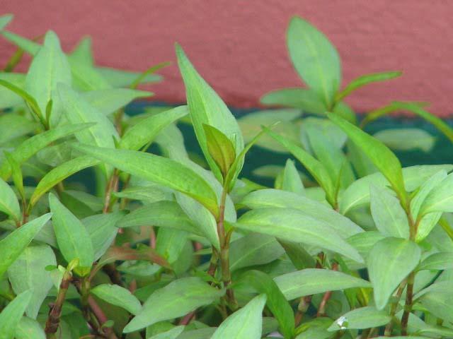 Cây Rau Răm - Chậu Rau