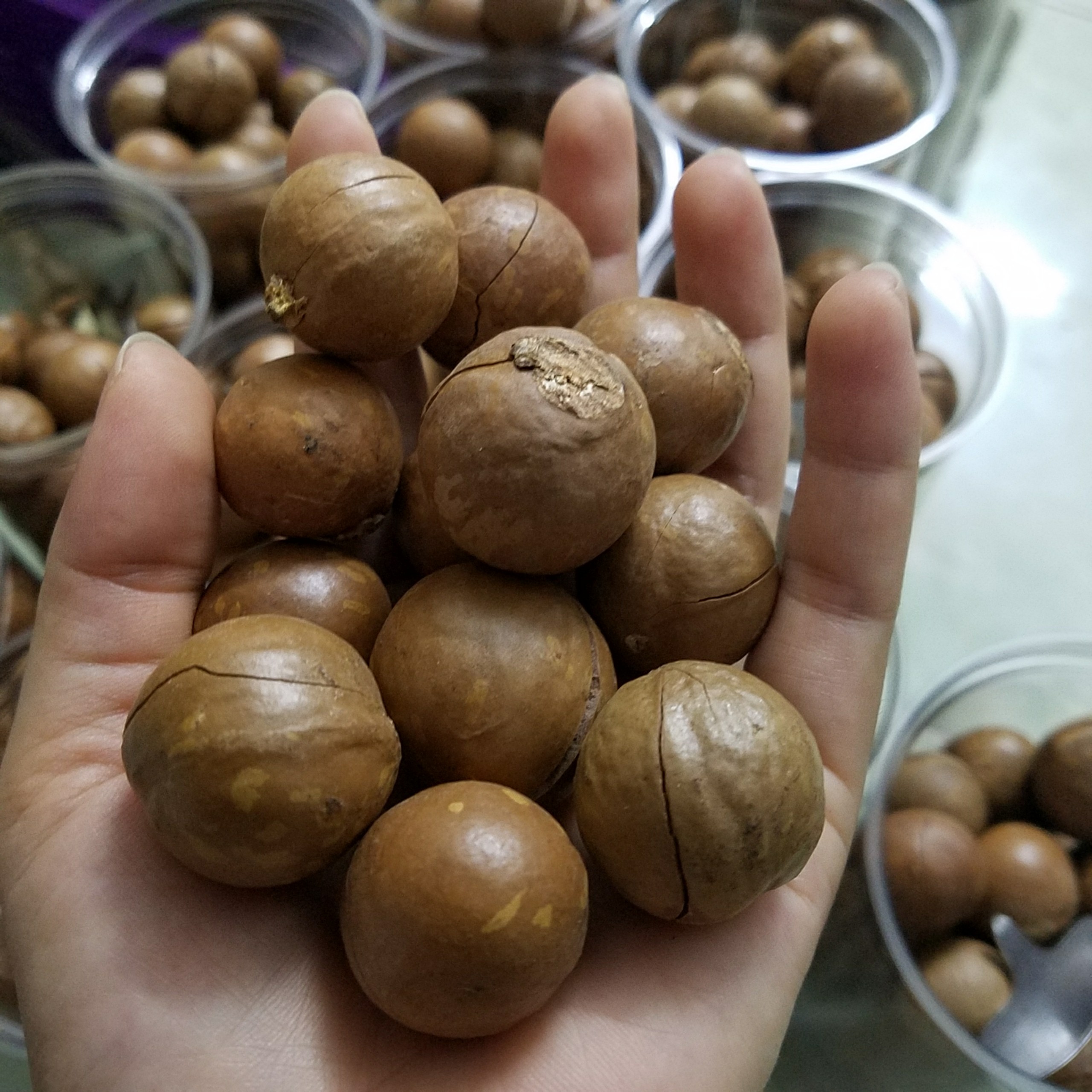 1kg hạt mắc ca cao cấp (có khui sẵn) - đảm bảo không hôi dầu ( 2 bịch mắc ca 500gr)