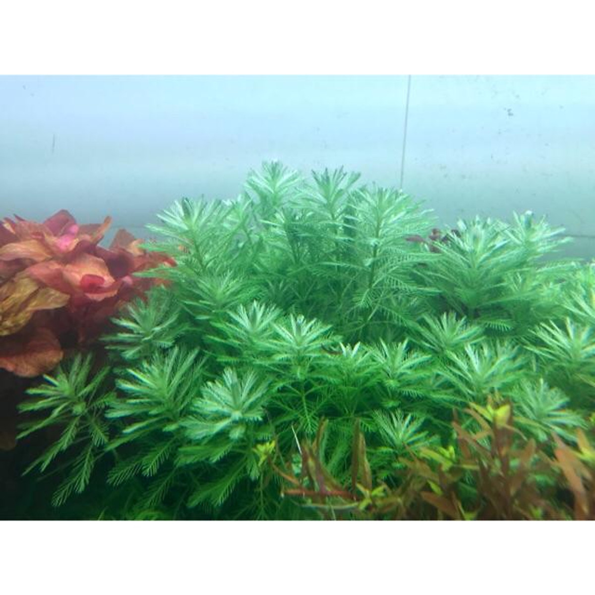 XƯƠNG CÁ THỦY SINH 15 CÂY KHÔNG CẦN CO2