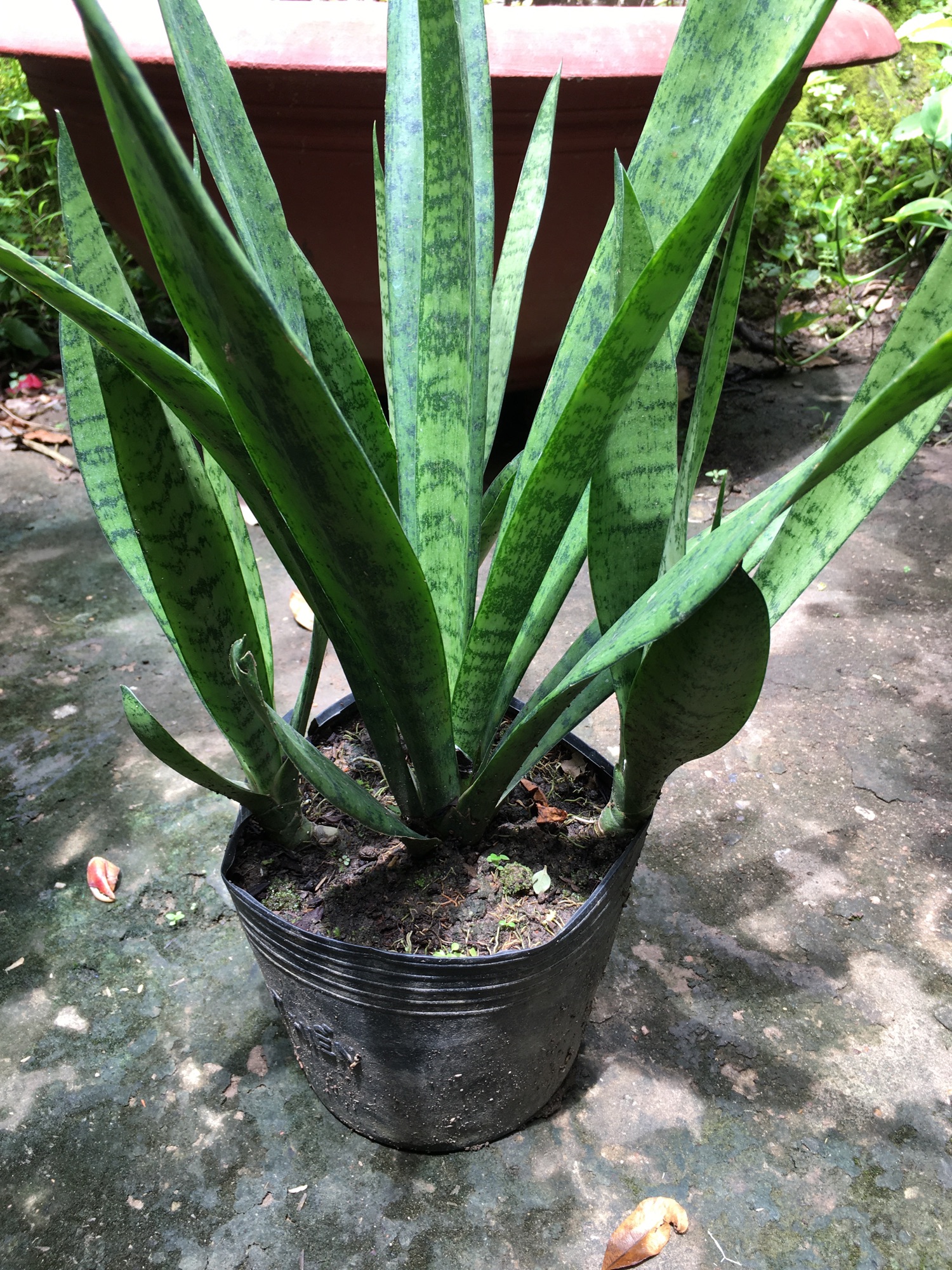 Cây lưỡi hổ