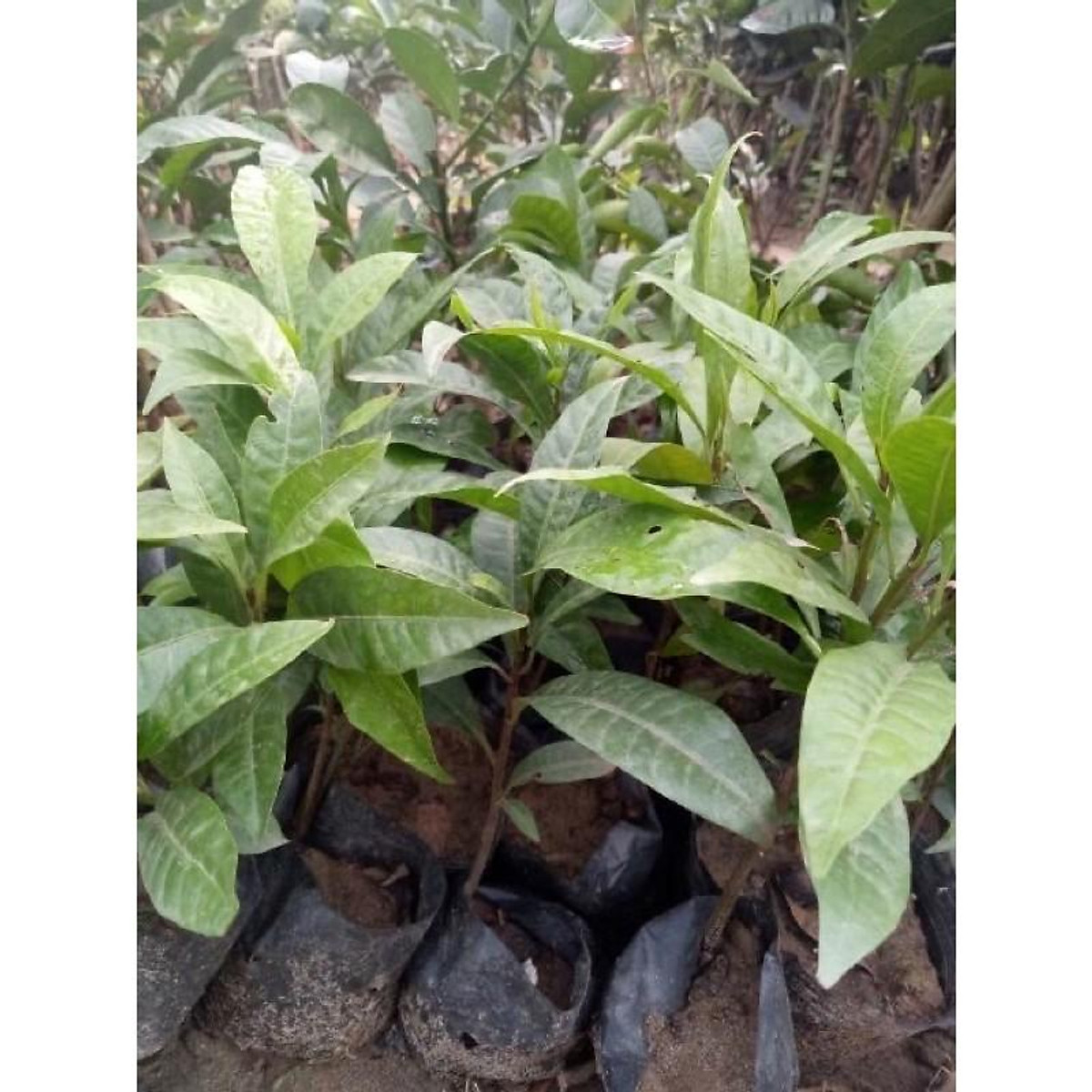 CÂY GIỐNG TRỨNG GÀ ( LÊ KI MA)