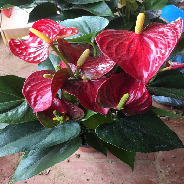 chậu cây hồng môn để bàn