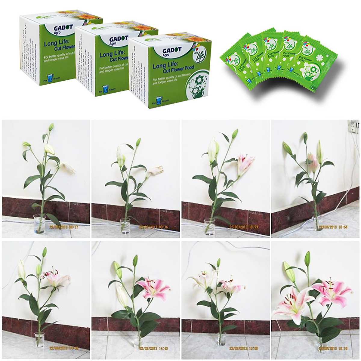 [HCM]Bộ 5 hộp Chế phẩm xử lý hoa Longlife của Israel - Bảo quản hoa cắm bình tươi lâu và 14 ngày không thối nước