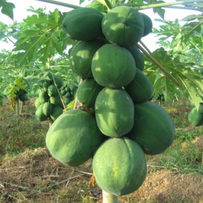 Hạt giống đu đủ lùn dể trồng-gói 10 hạt