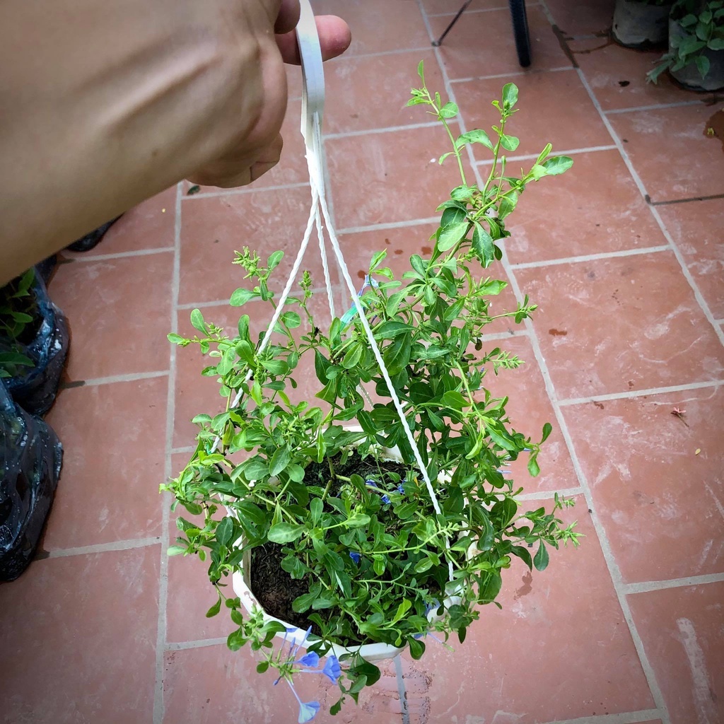 Cây hoa thanh xà chậu treo (Ảnh thật).