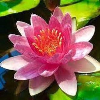 Củ hoa súng Thái nhiều màu