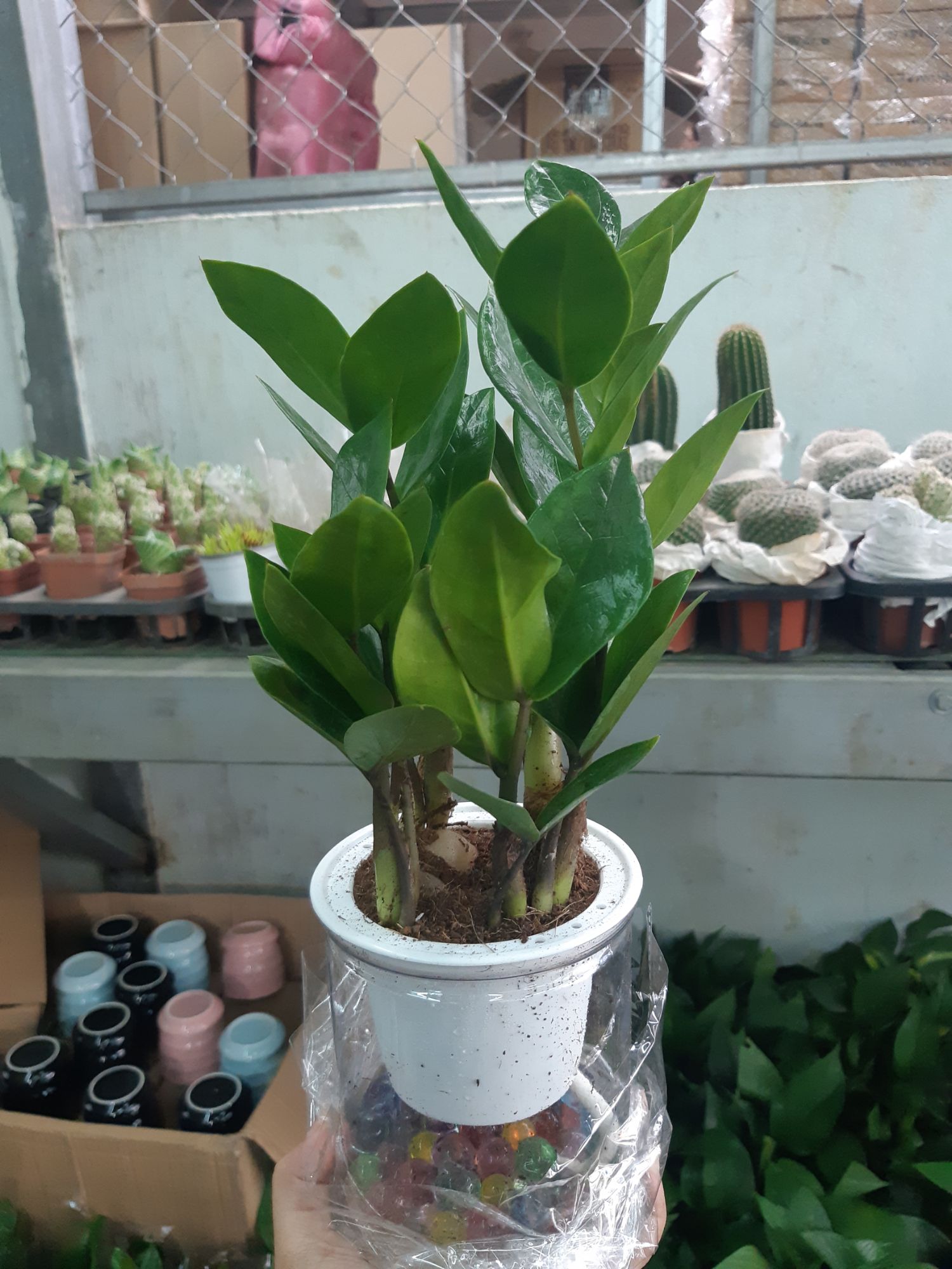 kim tiền thủy sinh
