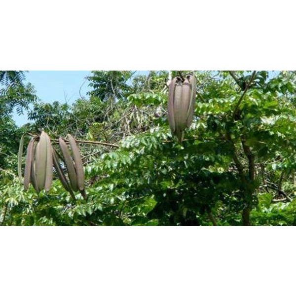 Cây giống núc nác rừng (giao nhanh)