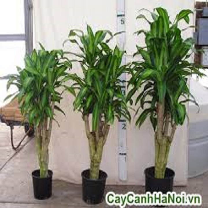 CHẬU CÂY THIẾT MỘC LAN SIÊU ĐẸP, MANG LẠI MAY MẮN- VƯỢNG PHONG THỦY CHO GIA CHỦ - NCCTMCHGCPT