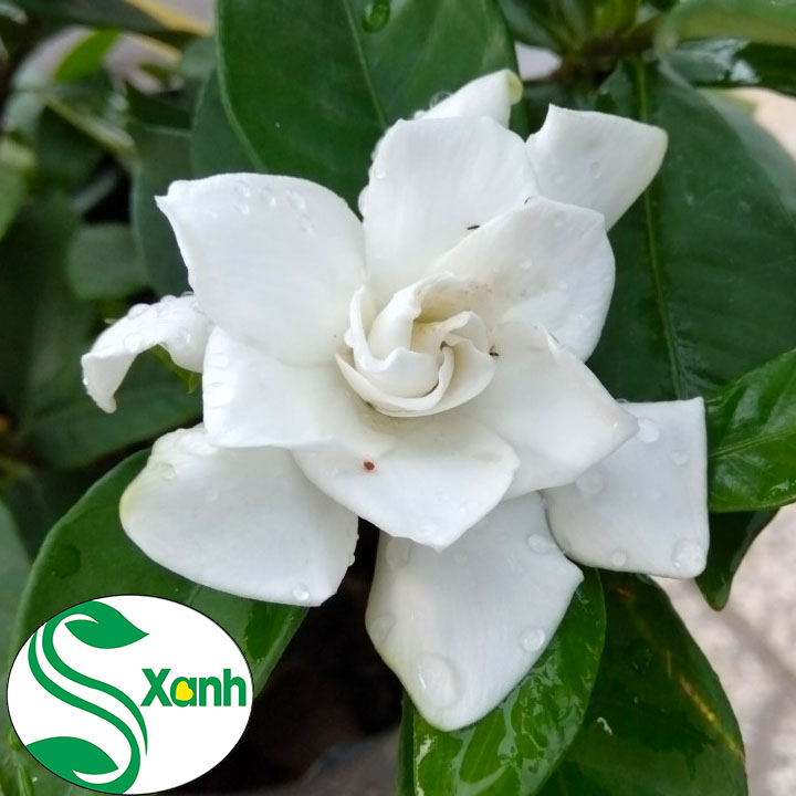 Lài tiểu thơ bông to + Rất Thơm
