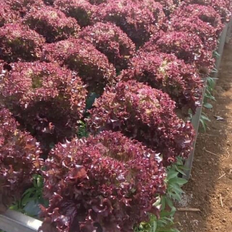 Hạt Giống Xà Lách Xoăn Đỏ - 5Gram