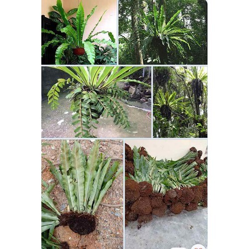 Cây Tổ Quạ trồng sẵn trong chậu điều hoà nhiệt độ giàn lan ghép lan, điều hòa không khí