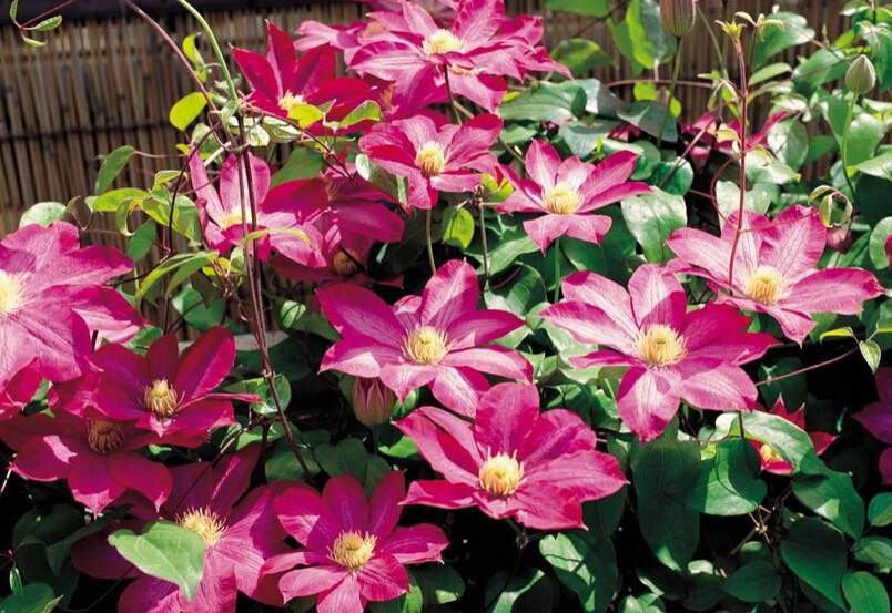 [củ giống] Củ hoa leo ông lão - Clematis uncinata