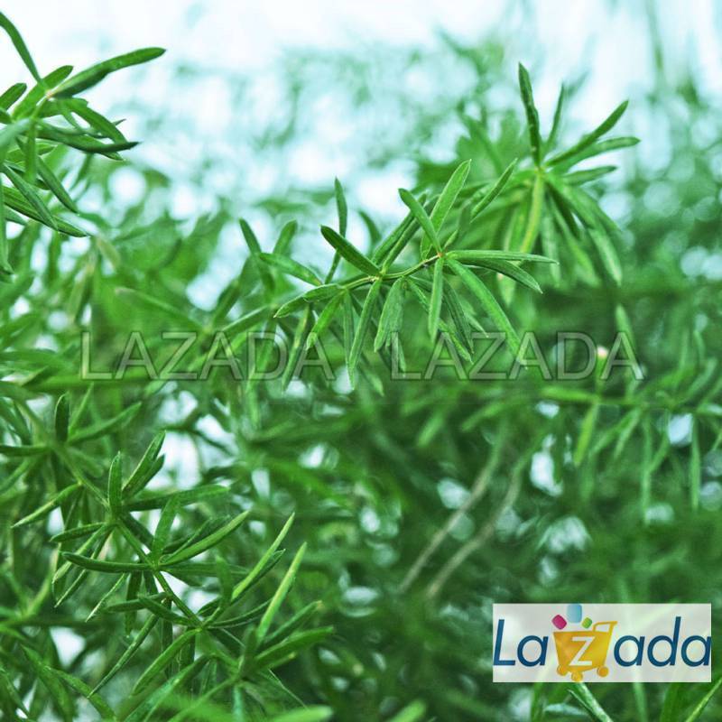 50h Hạt Giống Cây Tùng Thiên Môn Đông (| -KD: B21*V51*M223)