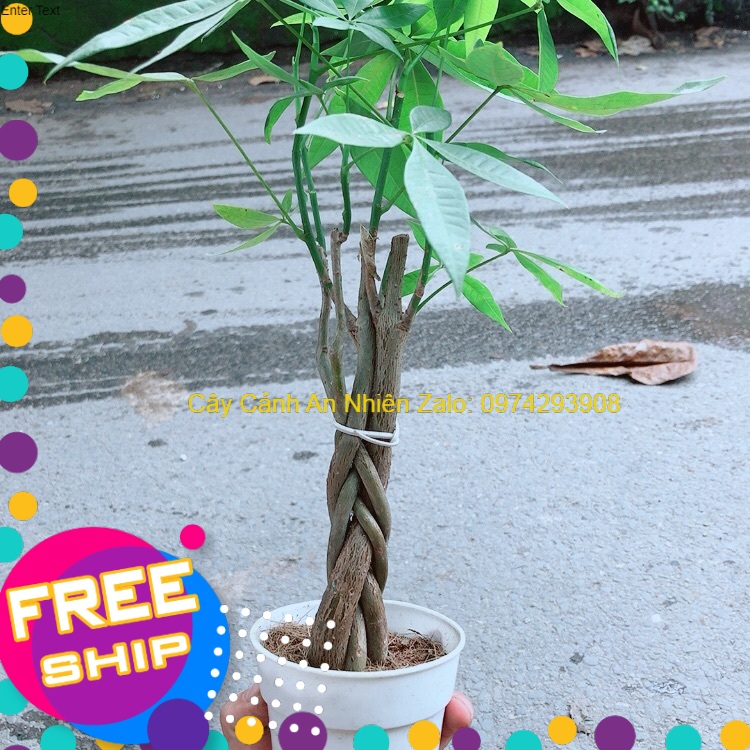 Kim ngân thắt bính 5 thân