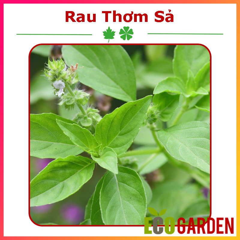 Hạt Giống Rau Thơm sả (É Trắng) (ECO.197)