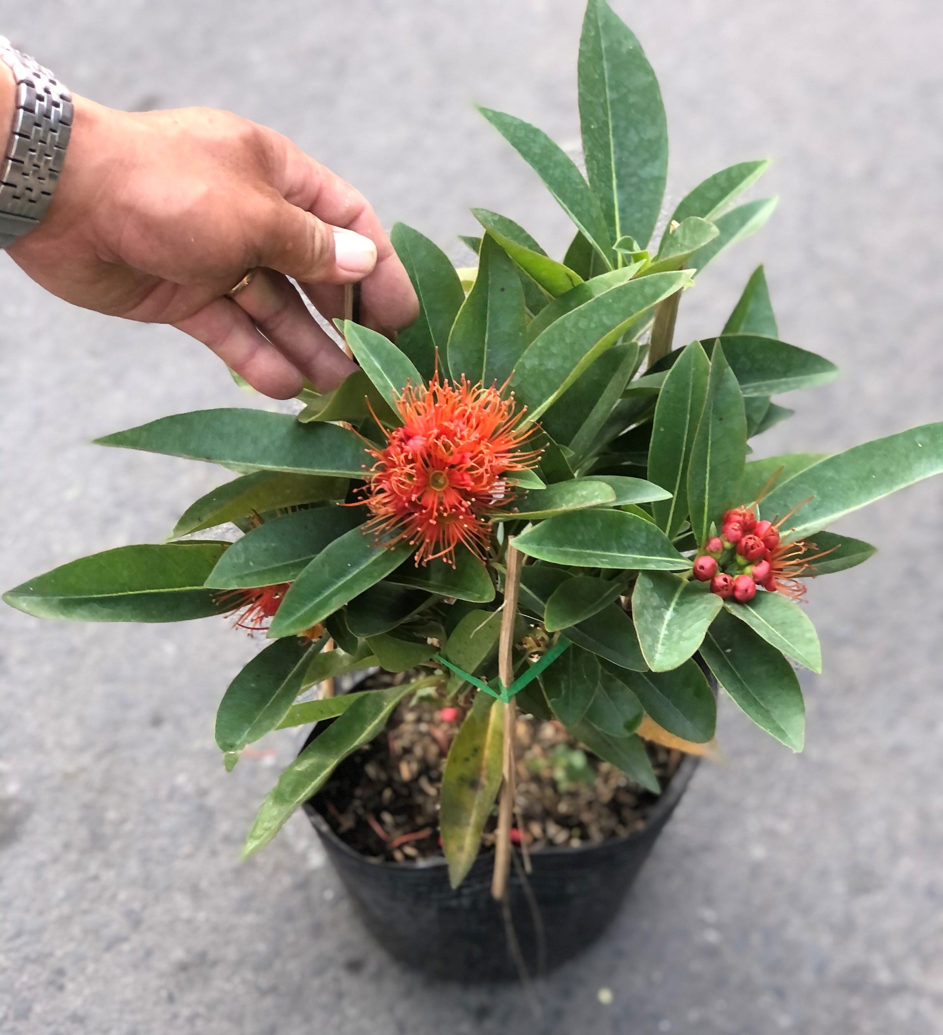 Chậu cây Mai Thái hoa màu đỏ