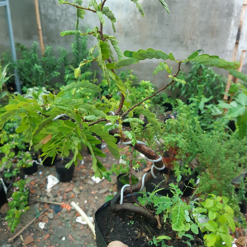 cây me bonsai mini