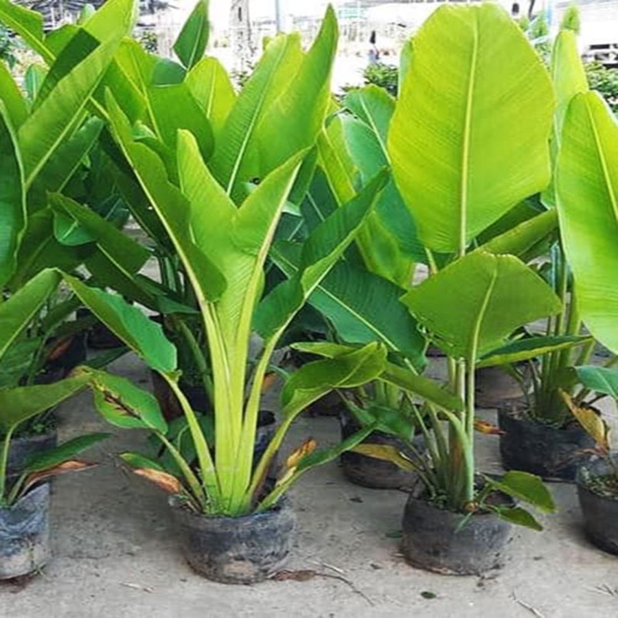 Hoa Giấy Cẩm Thạch Hoa Đỏ Đẹp