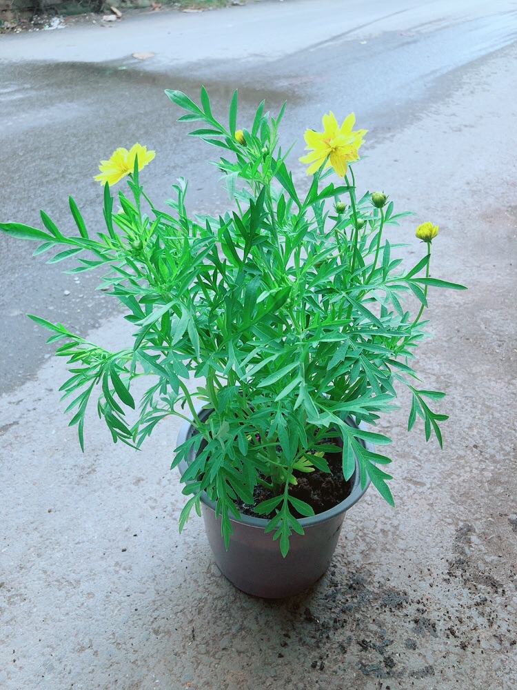 Hoa Cúc Sao Nhái Vàng