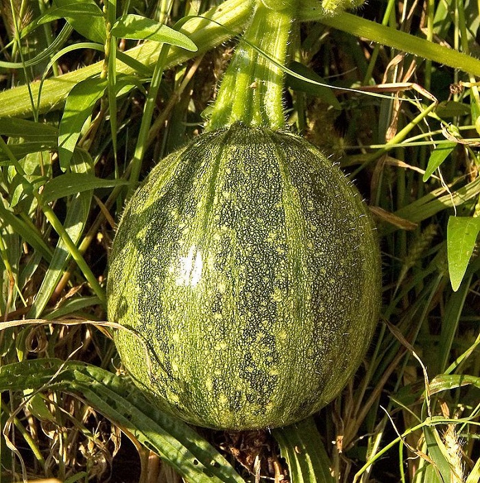 " Gói 10 "Hạt Giống Bí Đỏ Da Xanh Nhật Bản [Seeds]