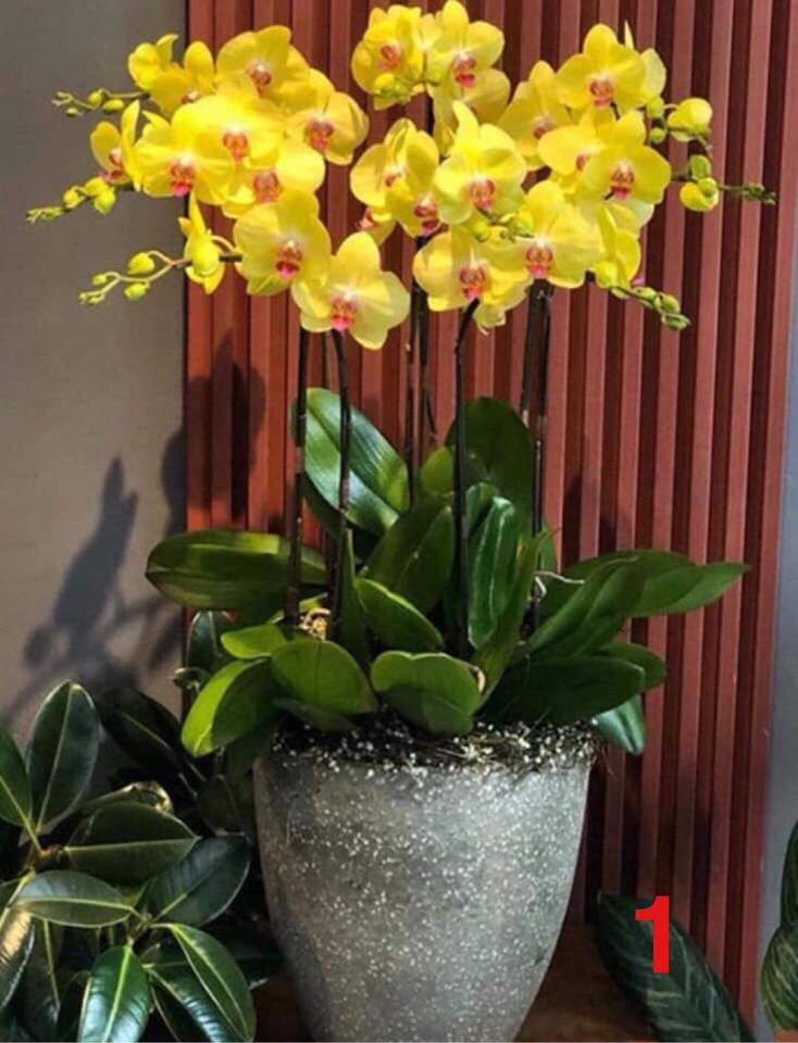 hồ điệp đại