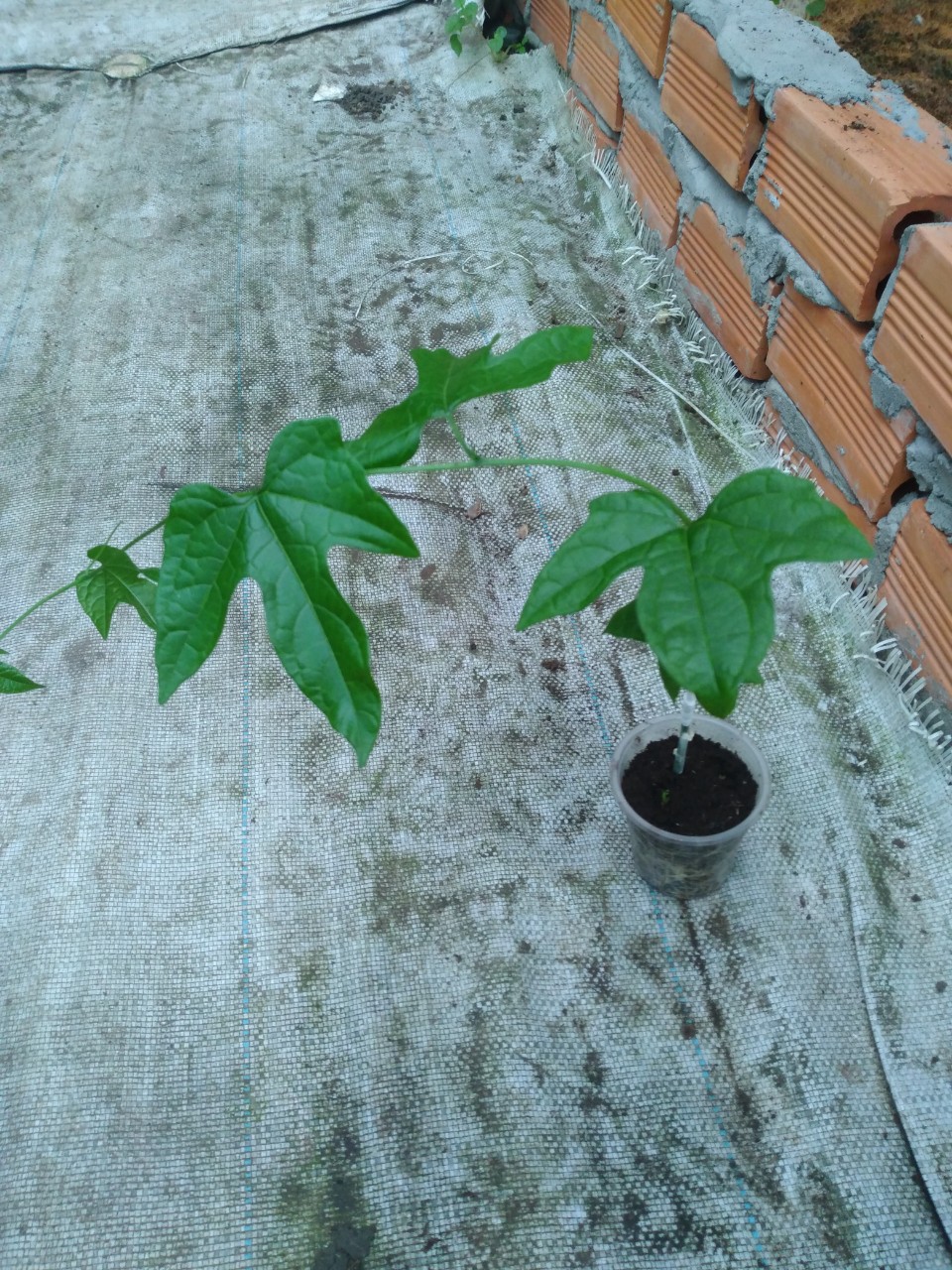COM BO 5 CÂY GIỐNG GẤC LAI GHÉP
