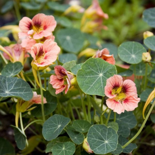 HẠT GIỐNG HOA SEN CẠN MIX ( TROPAEOLUM MAJUS )