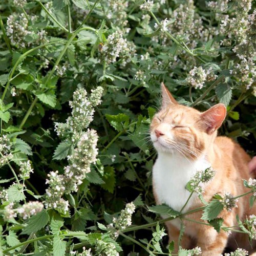 Gói 50  hạt giống Catnip Cỏ Mèo 50