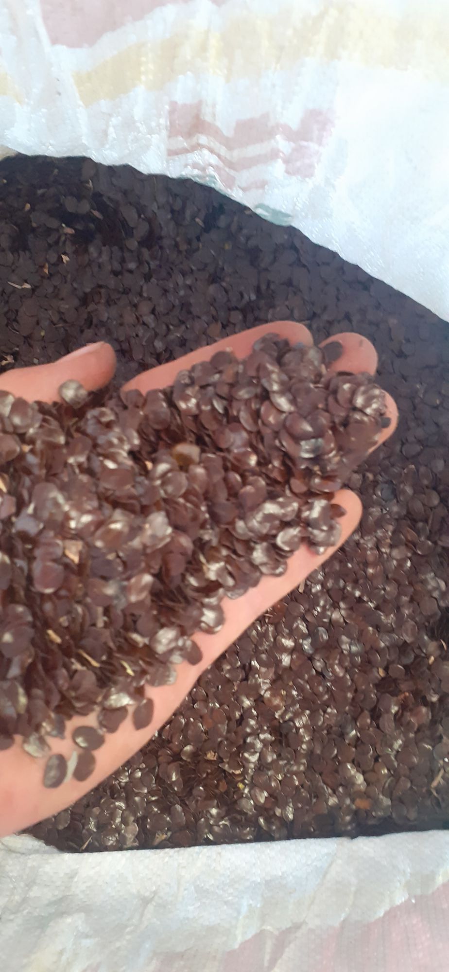 50gram hạt muồng đen