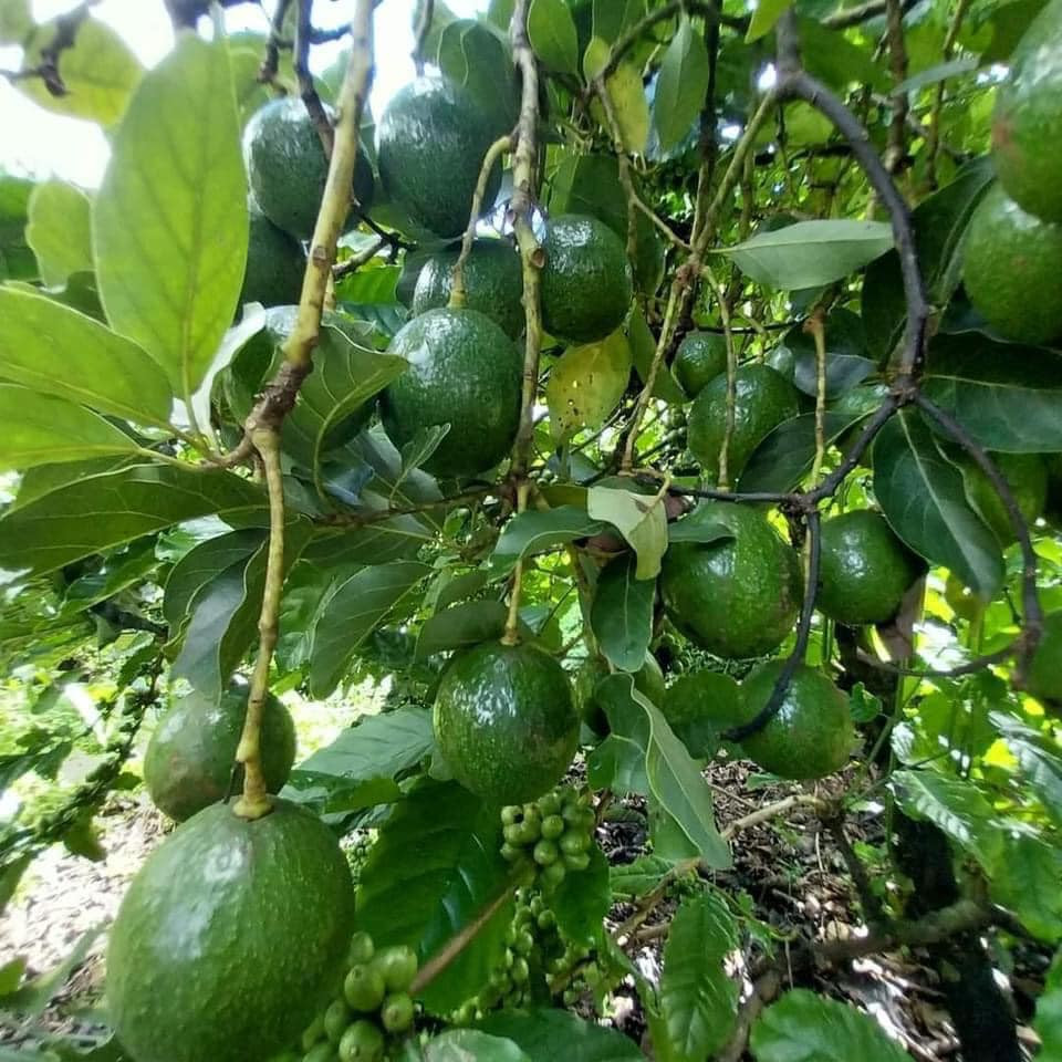 VG FARM Bơ Cắt Sẵn 200g/hôp