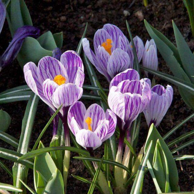 1 Củ hoa nghệ tây saffron