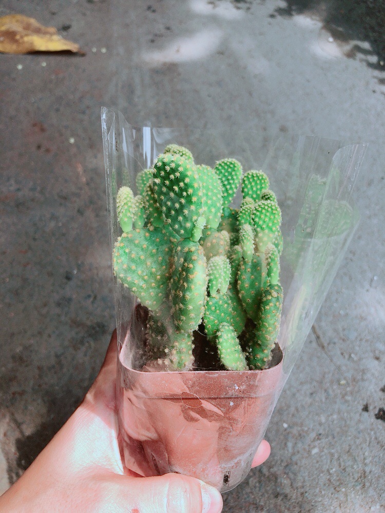 Xương Rồng Tai Thỏ