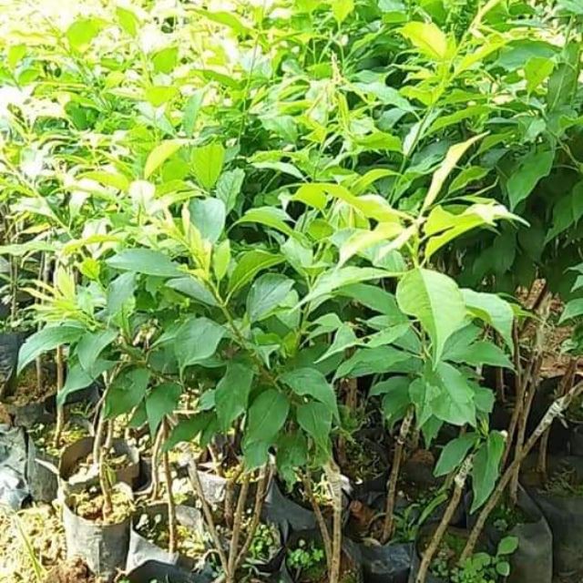 CÂY GIỐNG MẬN HẬU QUẢ TO NGỌT