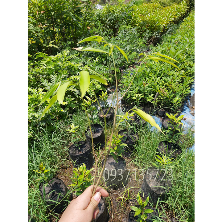 [HCM]combo 5 cây trầm hương ( cây giống )