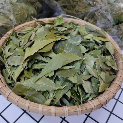 [Túi lớn loại 500gram] Lá neem ấn độ sấy khô 500g - Thảo Dược Tấn Phát