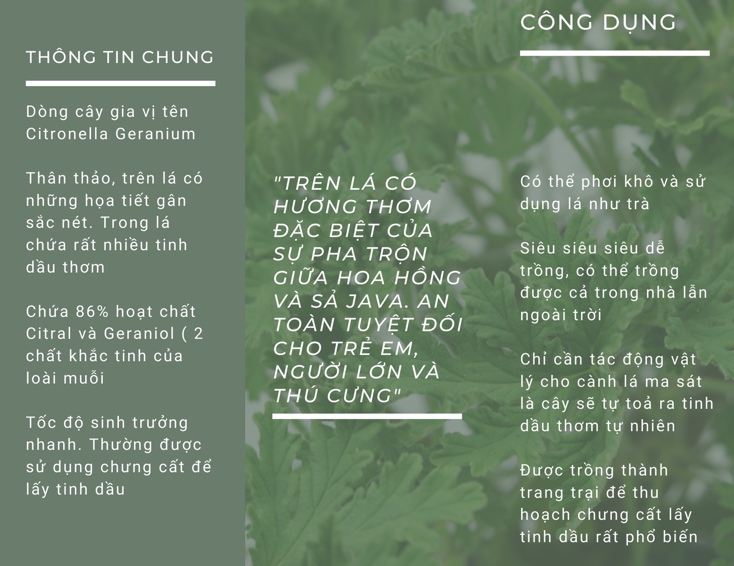 Phong lữ hoa hồng | Citronella Geranium