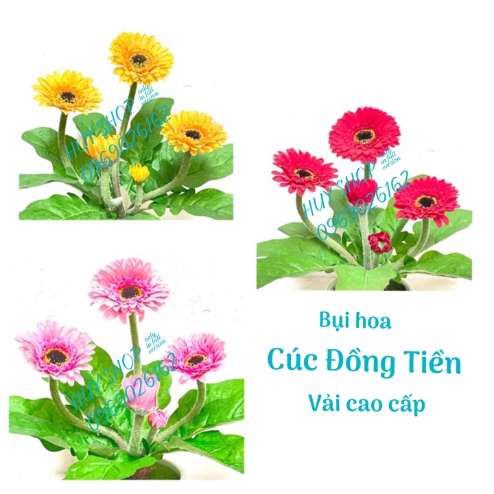 BỤI HOA CÚC ĐỒNG TIỀN VẢI CAO CẤP 25CM