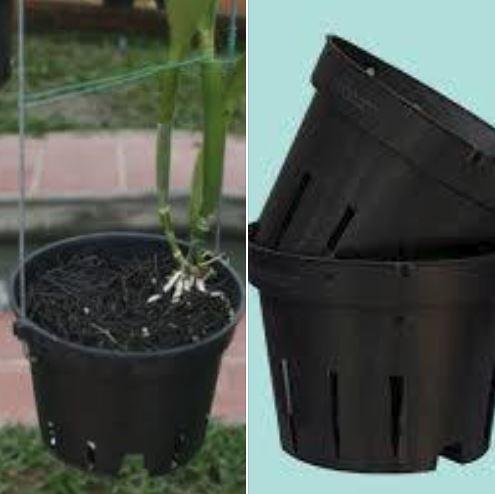 Combo 10 chậu trồng lan đen fi 21