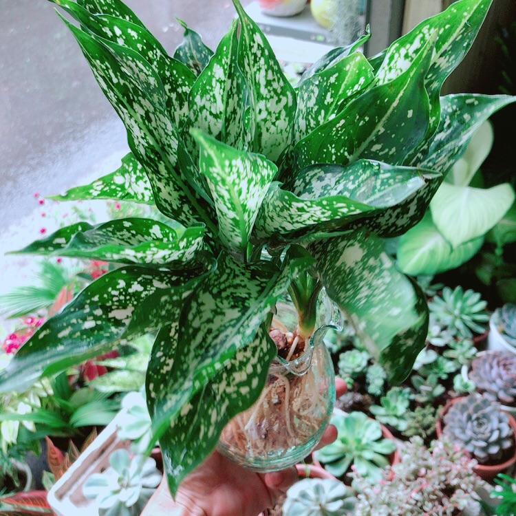Chậu Ngọc Ngân Thuỷ Sinh