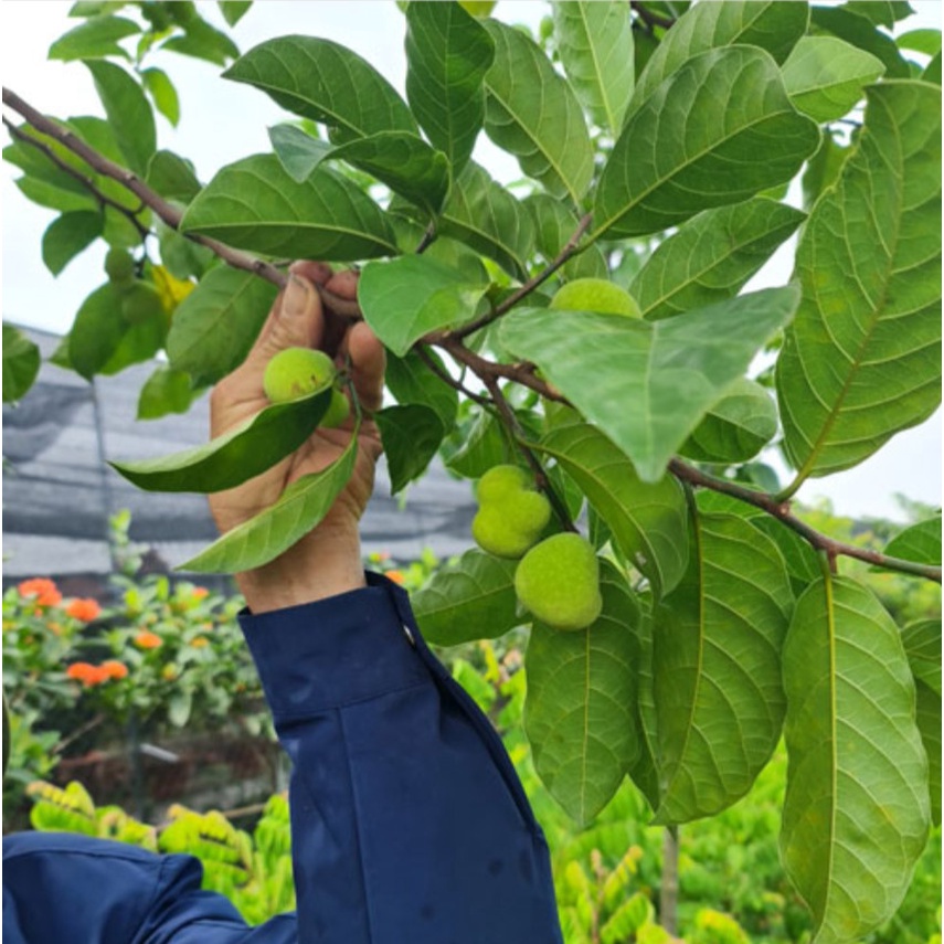 Cây giống chay ruột đỏ ghép (Cây đẹp, bao đổi trả)