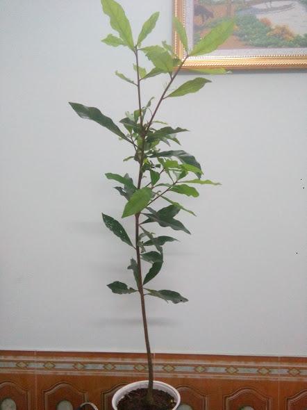 Cây lộc vừng- cao khoảng 70-80cm