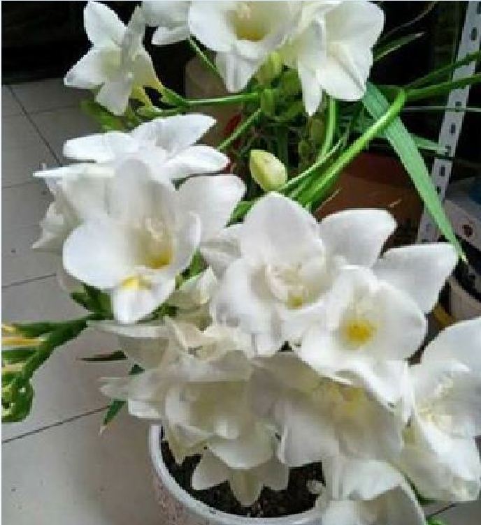 Củ giống hoa lan nam phi hoa màu trắng - 1 củ