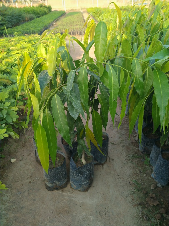 combo 6 cây Hoàng Nam