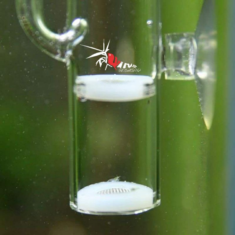 Lồng ấp trứng tép thủy tinh